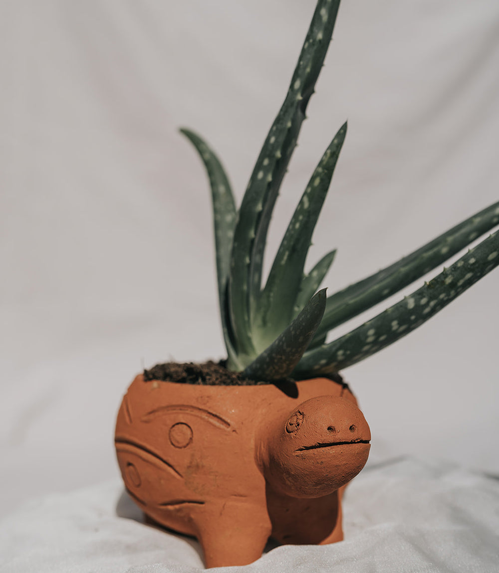 Rakshana Turtle Plant Pot - Terracotta