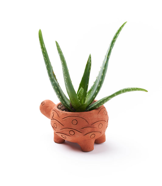 Rakshana Turtle Plant Pot - Terracotta