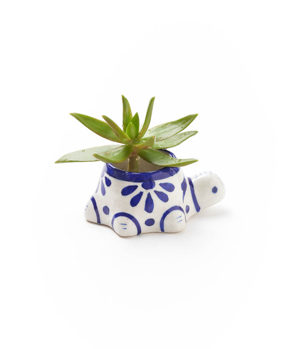 Lalita Baby Turtle Mini Succulent Planter - White, Blue Hand Painted