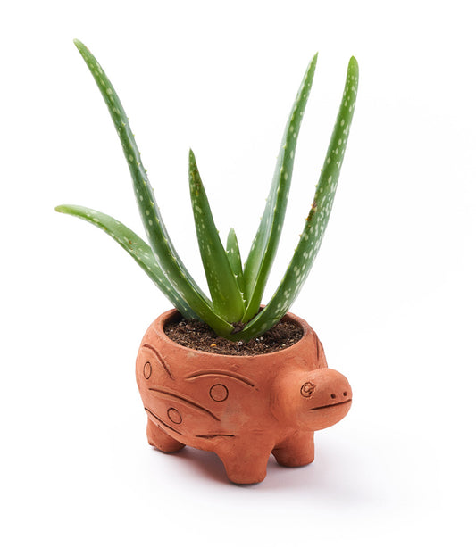 Rakshana Turtle Plant Pot - Terracotta