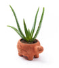 Rakshana Turtle Plant Pot -  Terracotta